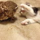 Image for article titled When a Cat and an Owl Develop a Beautiful Friendship